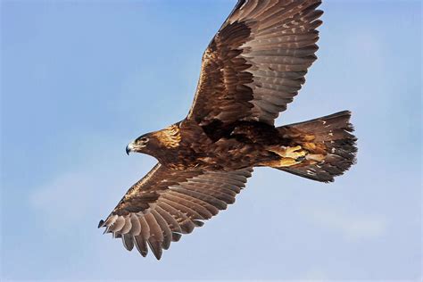 Golden Eagle soaring