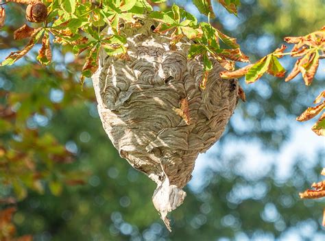 Ground Hornet Behavior