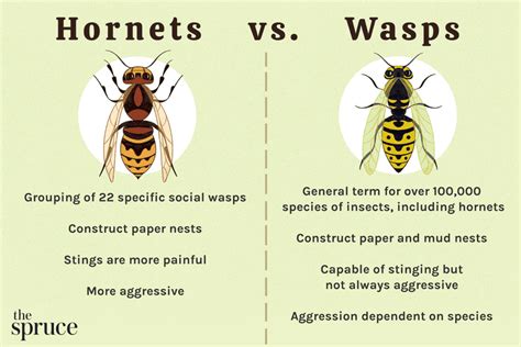 Ground Hornet Characteristics