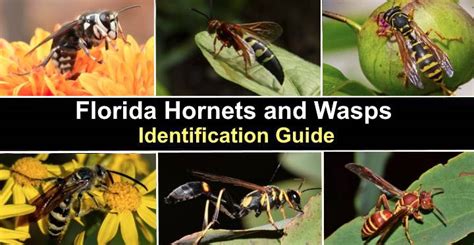 Ground Hornet Identification Guide