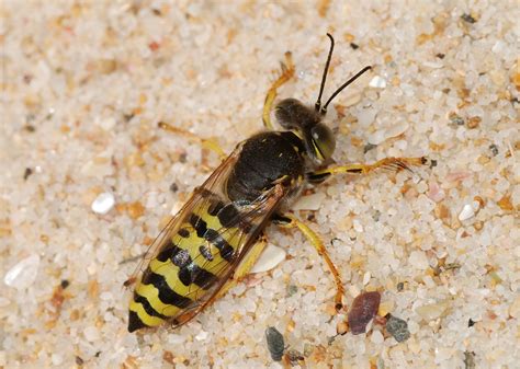 Ground Hornet Identification Mistakes