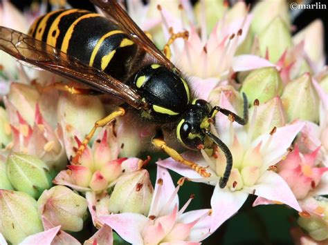 Ground Hornet Picture 1