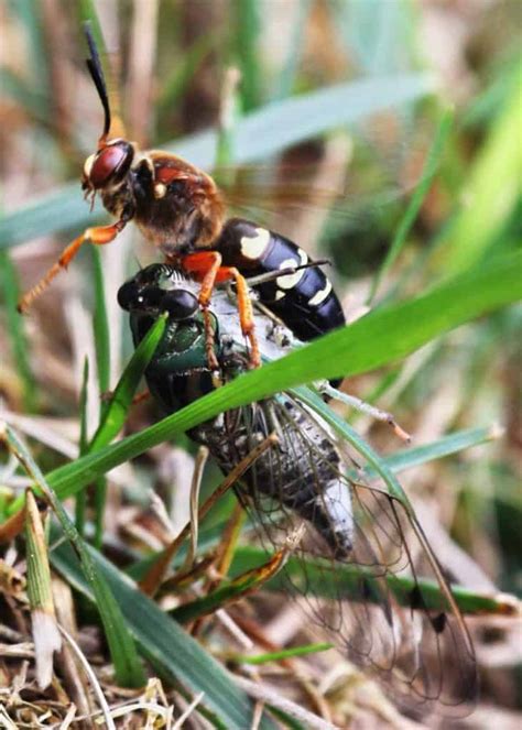 Ground Hornet Picture 2