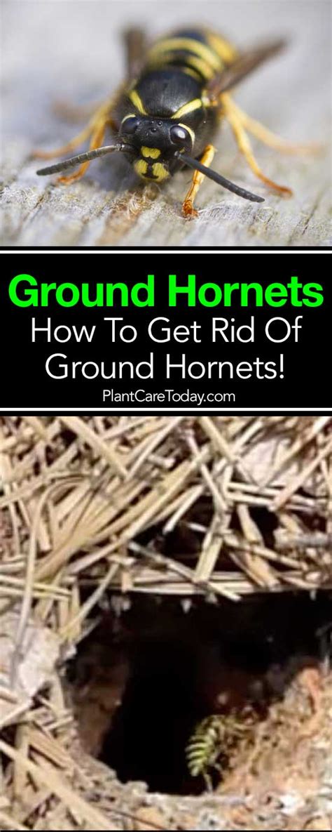 Ground Hornet Prevention and Control