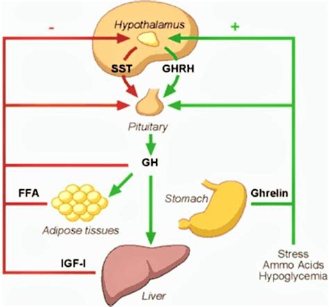 Description of Growth Hormone Secretion