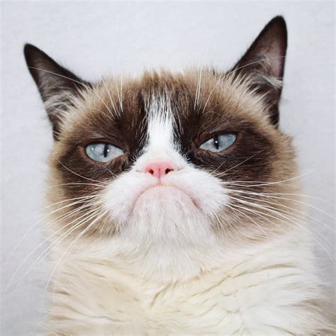 Grumpy Cat