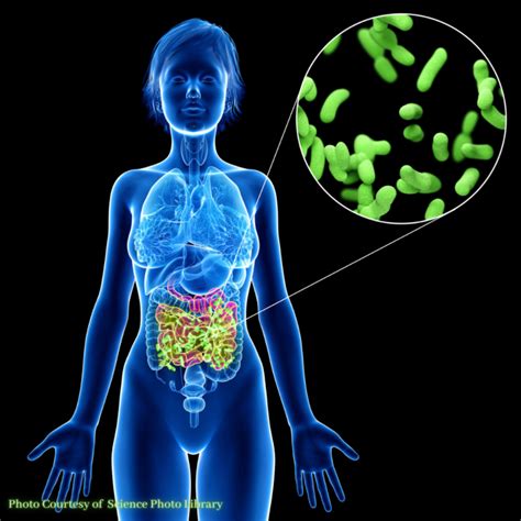 Gut Bacteria Balance