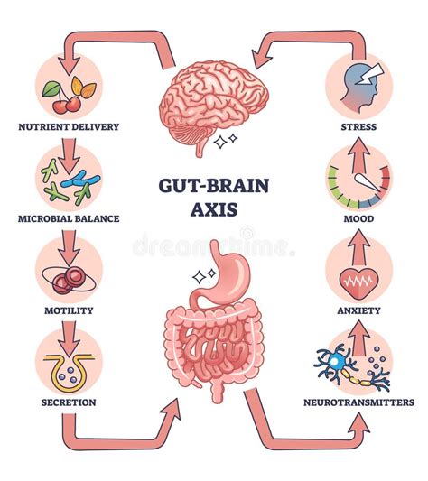 Image of gut-brain axis connection in CF and ASD