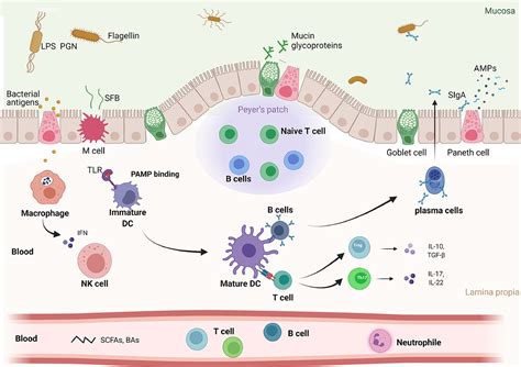 Description of Gut Health and Immune Function