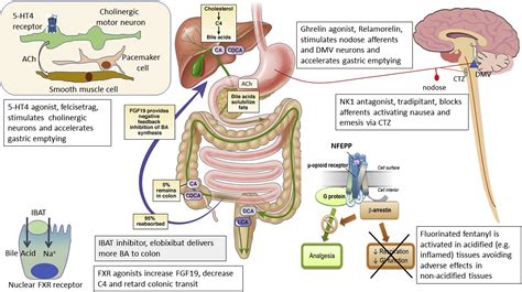 Gut Motility and Digestion