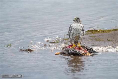 Gyrfalcon in mid-air