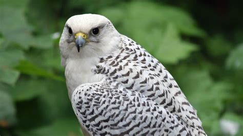 Gyrfalcon hunting