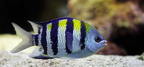 Habitat of Sergeant Major Fish in the ocean