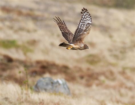 Harrier Environmental Monitoring