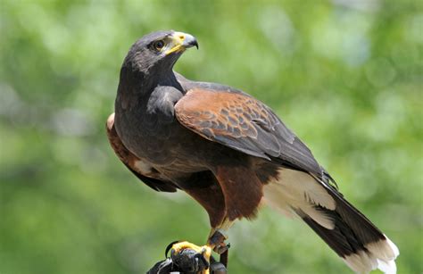 Harris Hawk perched