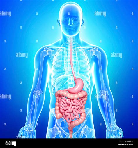 Healthy Digestive System