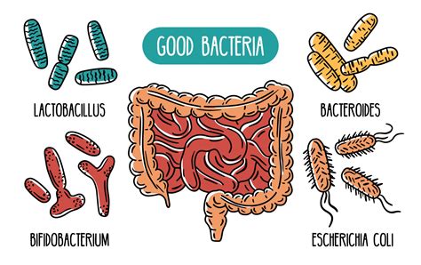 Healthy Gut Bacteria