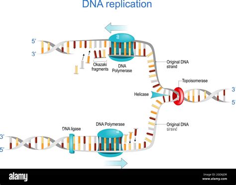 Helicase enzyme