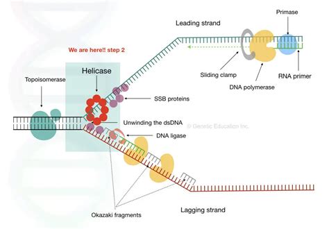 Helicase enzyme