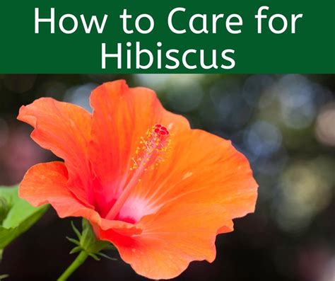 Hibiscus Plant Care Basics