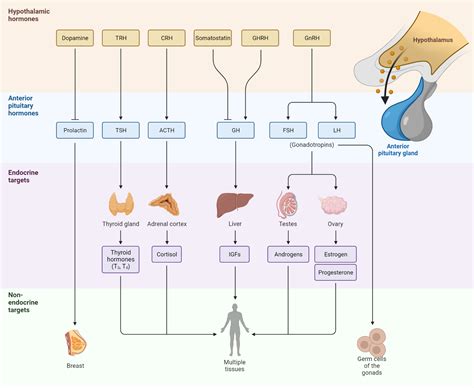 Description of Hormone Regulation