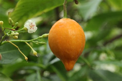 Iboga Fruit