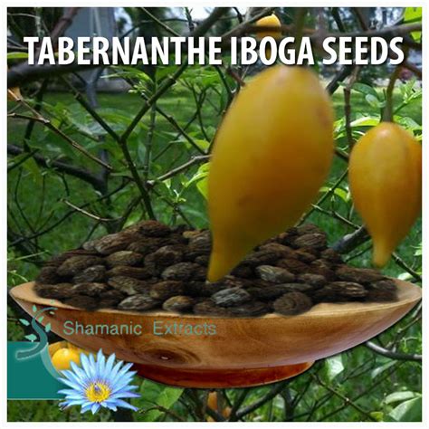 Iboga Seed