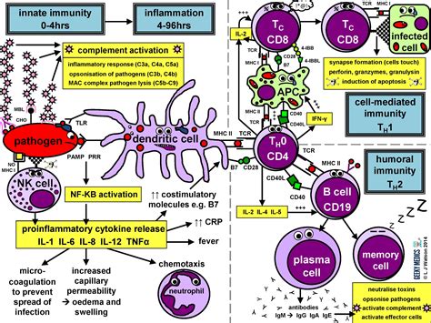 Immune function and illness reduction