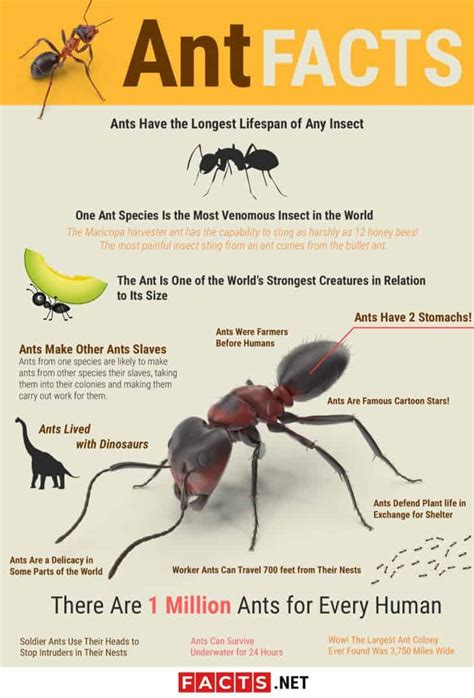 Introduction to Ants