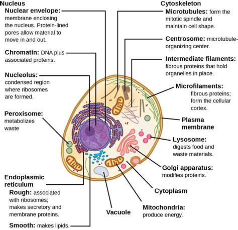 Introduction to Cell Organelles