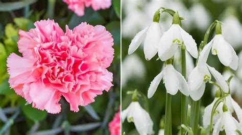 January Birth Flowers