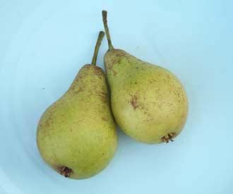 Jargonelle Pear, A Type of Fruit