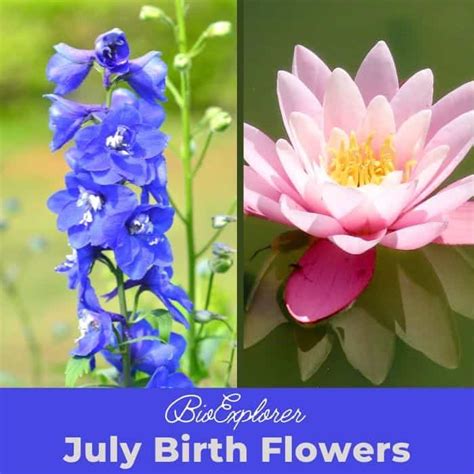 July Birth Flowers