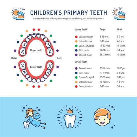 Kids Tooth Chart