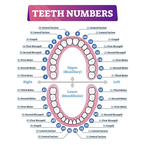 Kids Tooth Number Chart