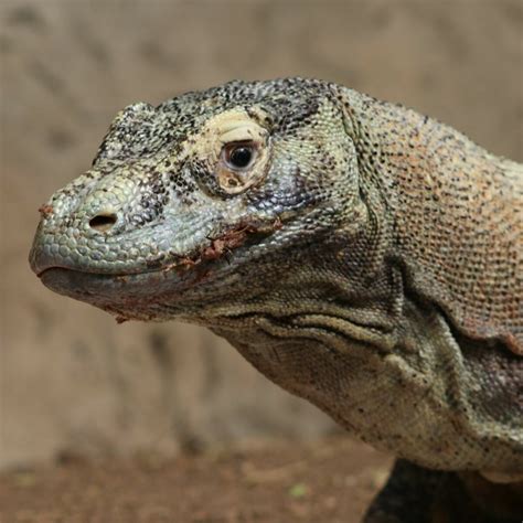 Komodo Dragon at Sprunki Zoo