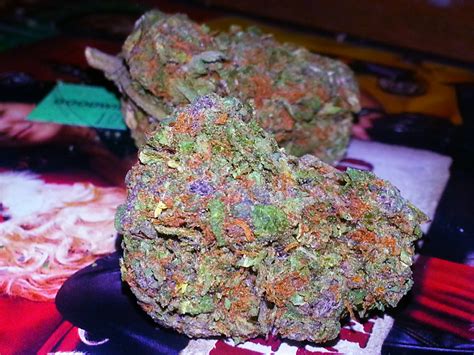 Kool Aid Strain