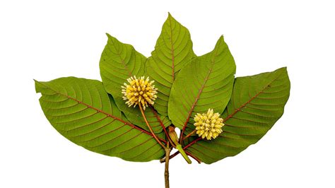 Kratom Leaf