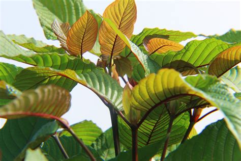 Kratom Plant