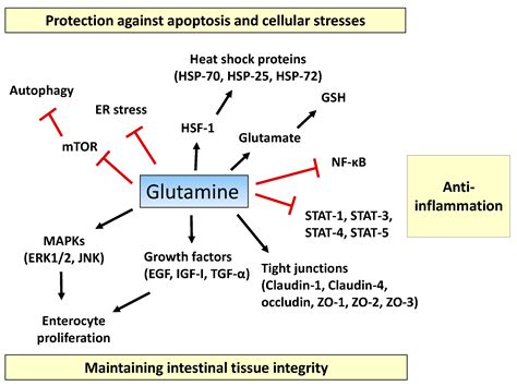 L-Glutamine for Immune System