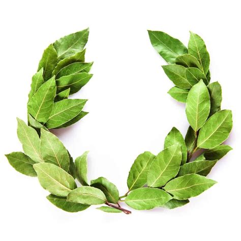 Laurel Leaf Symbolism