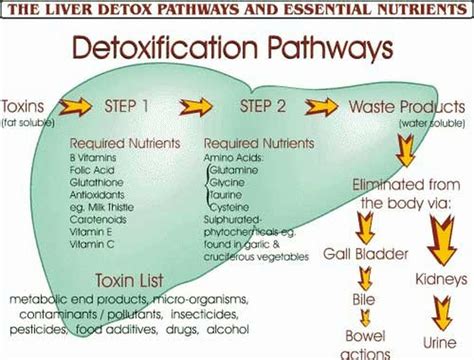 Description of Liver Function and Detox