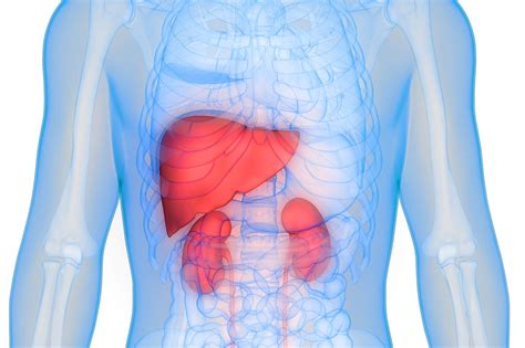 Description of Liver and Kidney Function