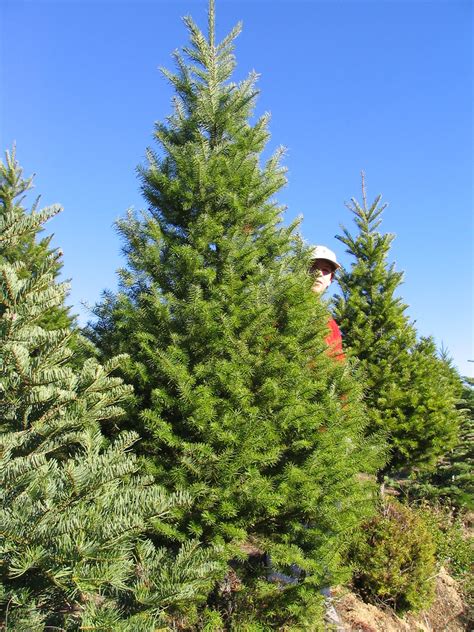 A Christmas tree farm in Los Angeles