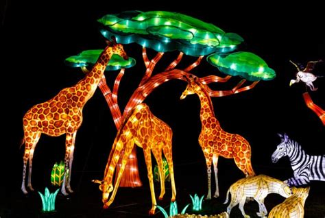 Louisville Zoo Lights