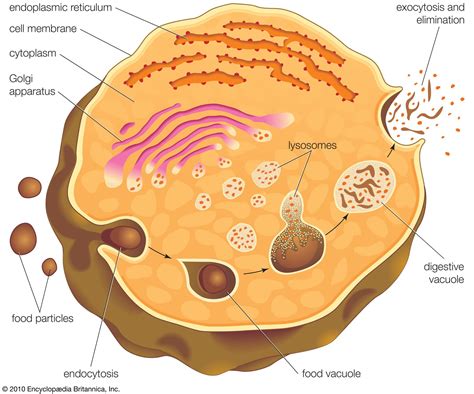 Lysosomes Role