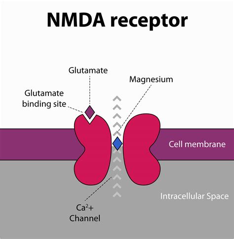 Magnesium L-Threonate neurotransmitters