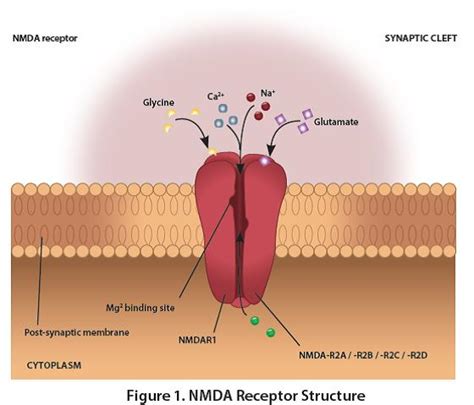 Magnesium L-Threonate synapses