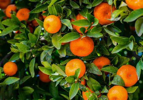 Mandarin Orange Trees