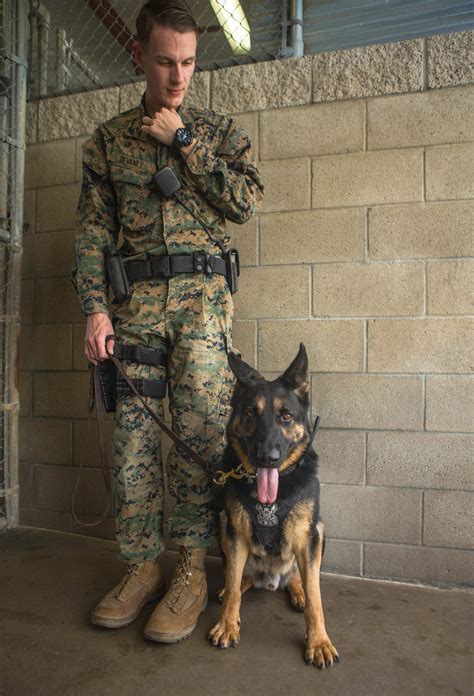 US Marine Dog Handler and Canine Partner in Action